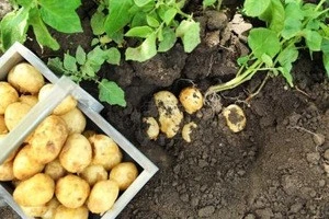 Best Grade Fresh Potatoes Grown On Organic Soil