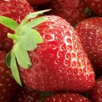 Best Price Fresh Strawberry