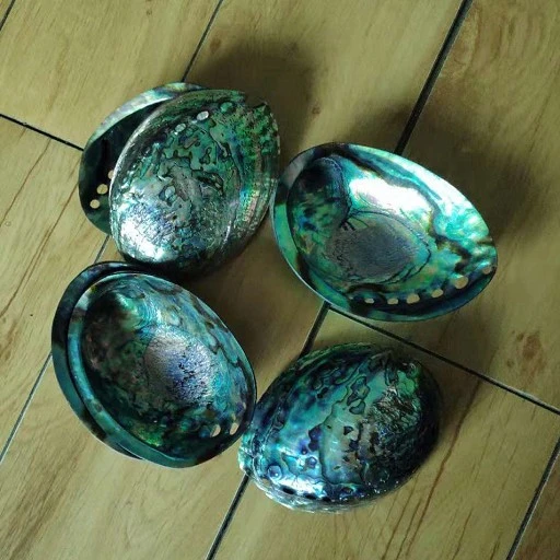 best price New Zealand polished paua abalone shell in stock