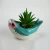 Import Best selling quality succulent planter pot with succulent plant from China