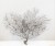 Import black sea fan for home decoration and crafts from China