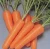 Import Carrot Exporters  Yellow Red Chinese Spring Style Packing Organic Color  Origin from China