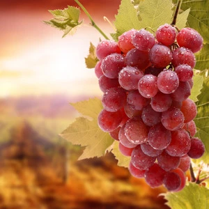 CAS:84929-27-1 /Grape Seed Extract