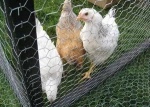 cheap hexagonal wire mesh / copper chicken wire mesh / brass chicken wire mesh made in china