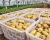 Import Cheap Price Qingdao Vegetable  Fresh Potato Exporter from China