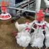 Chicken Farming Automatic Male Breeder Pan Feeding System for Broiler and Breeder
