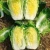 Import China Fresh Vegetables White High Water Content Cabbage from China