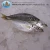 Import China wholesale frozen whole seafood horse mackerel from China