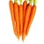 Chinese New Crop Fresh Carrots Supplier From Shandong