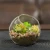 Import clear glass ball terrarium tabletop air plant display flat bottom globe from China