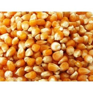 Corn export for cattle feed