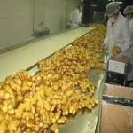 Dried Ginger/Fresh Ginger Air-Dried Ginger
