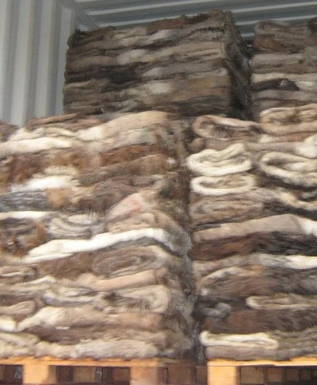 Dry salted sheep skin/hides