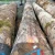 Import europe wood white ash beech logs african ebony log from China