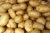 Import Export Oriented 100% Fresh Custom Potato Manufacturer from Bangladesh