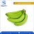 Import Export Quality Fresh Green Cavendish Bananas at Low Price from South Africa