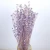 Import Factory Directly Sale Natural Real Preserved Flowers Small beans Berzelia Plant 55-60cm long stem for home decoration from China