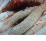 Fresh Cassava / Tapioca / Manioc / Yucca Roots / Casabe