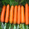 Fresh cheap China carrot with wholesale