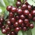 Import Fresh Cherries Fresh Cherry Fruit from Germany