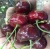 Import Fresh Cherry Fruit from South Africa from South Africa