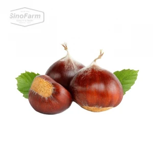 Fresh chestnut for roasted chestnut in Turkey, 30-40pcs/kg, 40-50pcs/kg, 40-60pcs/kg all sizes available