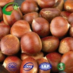 fresh chestnut