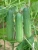 Import Fresh cucumber/ Green cucumber from Vietnam