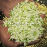 Fresh Cut Jasmine Flower