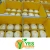 Import Fresh Diamond Shape Thai Young Coconut from Thailand