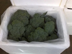 Fresh egyptian Broccoli high quality
