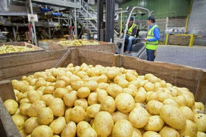 Fresh Irish Potatoes with Low Prices