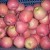 Import fresh quality qinguan apple for sale from China