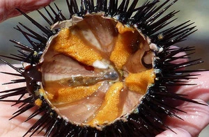 Fresh Sea Urchin