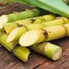 Fresh Sugarcane in Other Agriculture Products