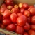 Import fresh tomatoes from United Kingdom