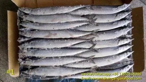Frozen Canned Pacific Saury Fish size #1 / New Catching cololabis Saira Fish