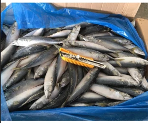 Frozen mackerel Scomber scombrus Sea Food Fish