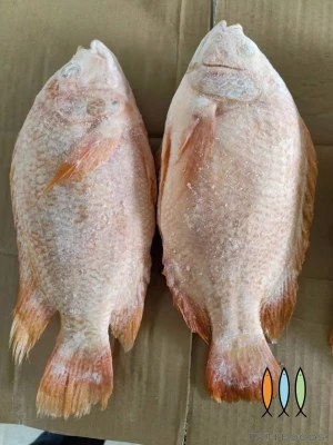 Frozen red tilapia Oreochromis spp from VietNam