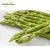Import frozen vegetables fresh green asparagus spear from China