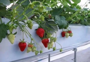 Good price hydroponic culture for plant