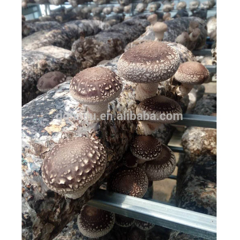 Growing shiitake mushroom oak wooden with factory direct price