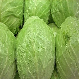 Harvested Fresh Cabbage With HACCP for sale