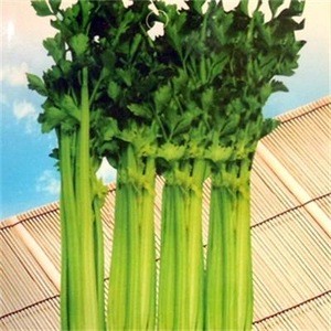 High nutritional value umbelliferae plants green healthy vegetable celery seeds