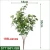 Import High quality 166 leaves faux tree leaf mini artificial plant for wedding decoration from China