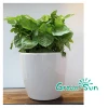 High Quality different types plastic flower pots
