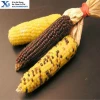 High Quality GMP Kosher Natural Edible Corn Starch / Corn Flour / Maize Flour