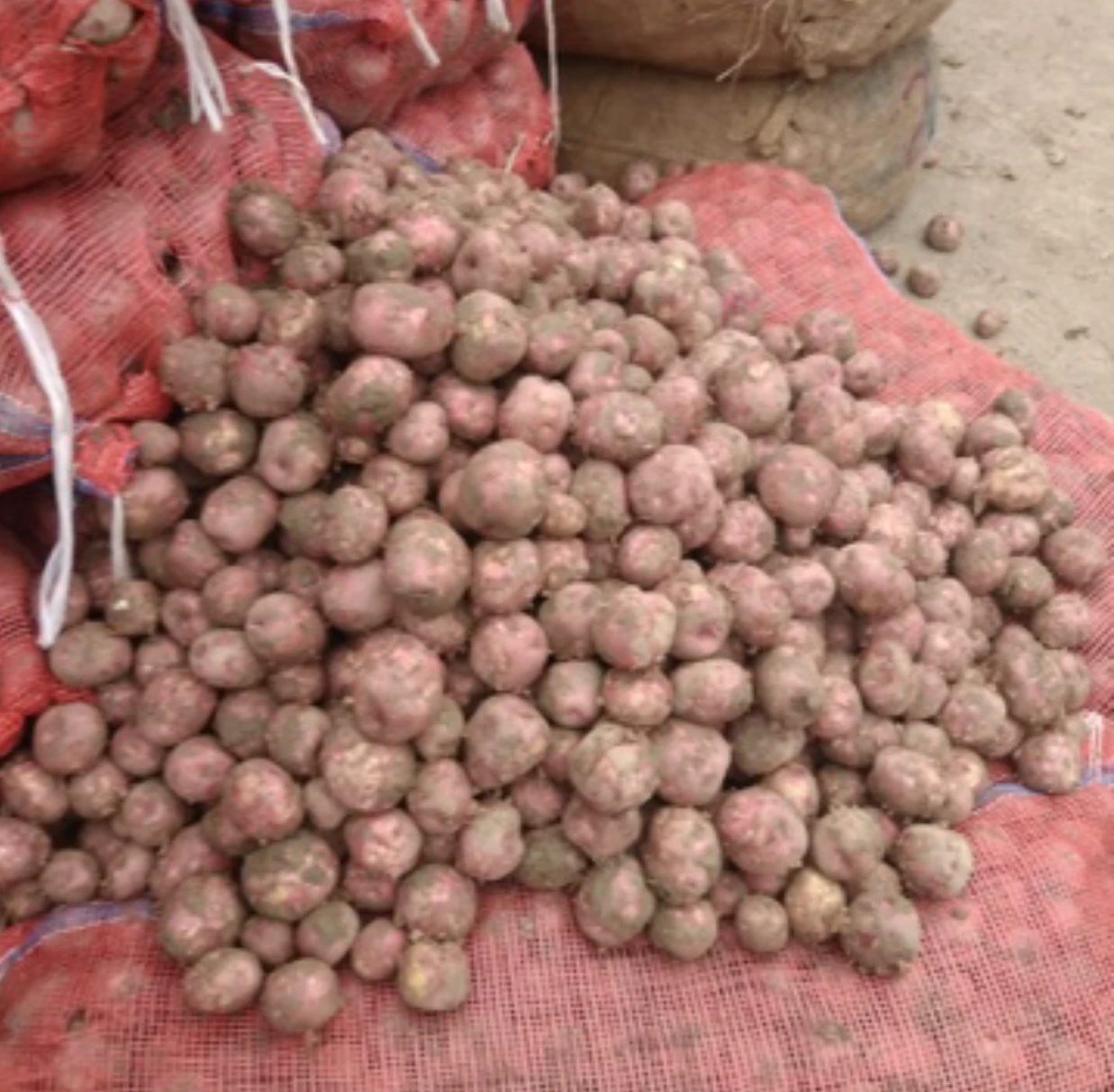 High quality organic Pakistani fresh potato