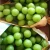 Import Hot Sell Fresh Sweet shine muscat green grape from China