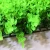 Import Hot selling artificial plants single plastic Eucalyptus leaf for indoor decoration from China